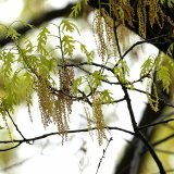 Le pollen de chêne provoque de vives réactions chez certaines personnes allergiques (archives). Keystone/AP/TONY GUTIERREZ